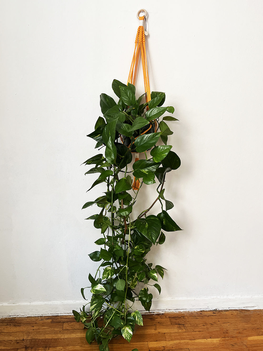 Plant Hanger Orange – Sabrina Samuels Decor